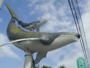 クジラ（15メートル)